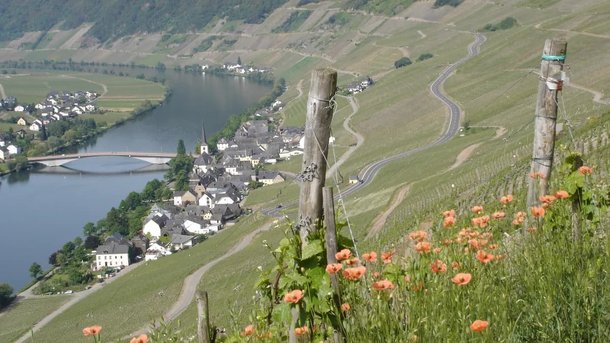 Stadtansicht von Piesport